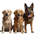 Dog Creatures